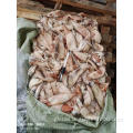 Pacific Flying Squid Whole Round Sea Frozen Squid Todarodes Pacificus 150-200g Factory